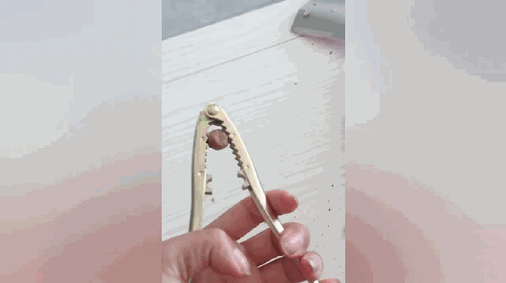 婆婆用钳子开榛子力不足,拉布拉多一口咬碎吐给主人,狗:嘎嘣脆