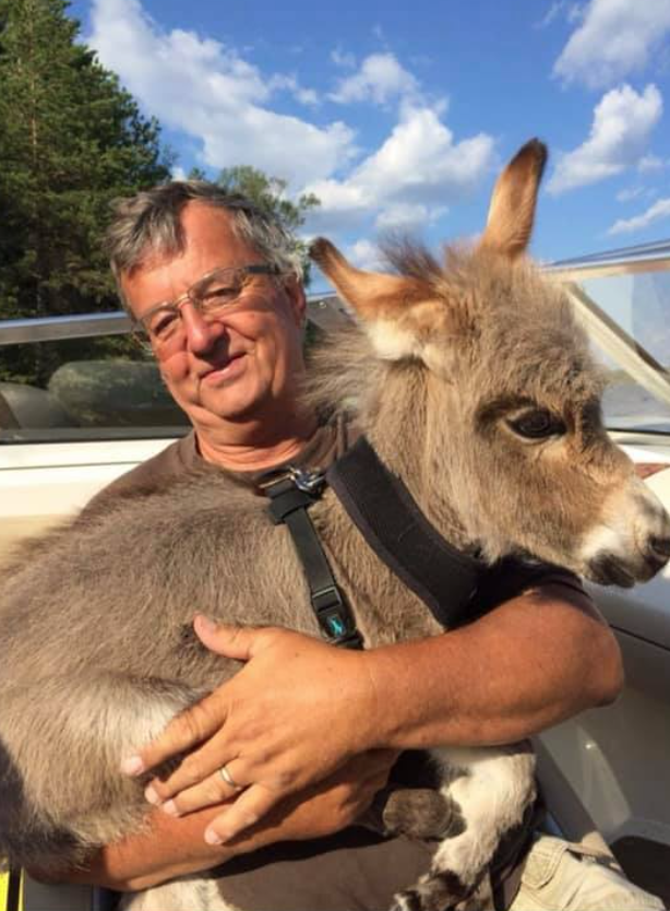 迷你驴在家里养久了,真把自己当成汪星人了,每天就爱扔枕头玩