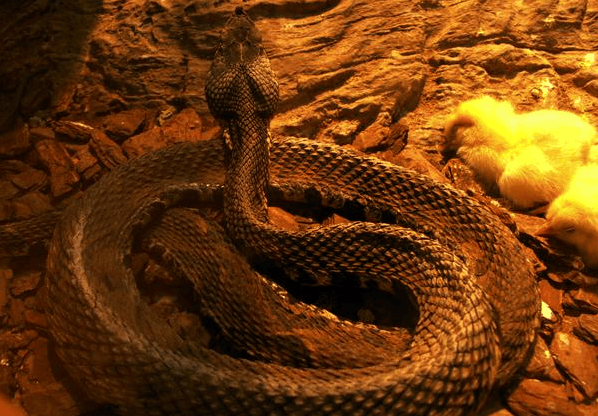 虿盆刑罚多恐怖?受刑人要被无数毒虫撕咬,惨叫声让人胆颤