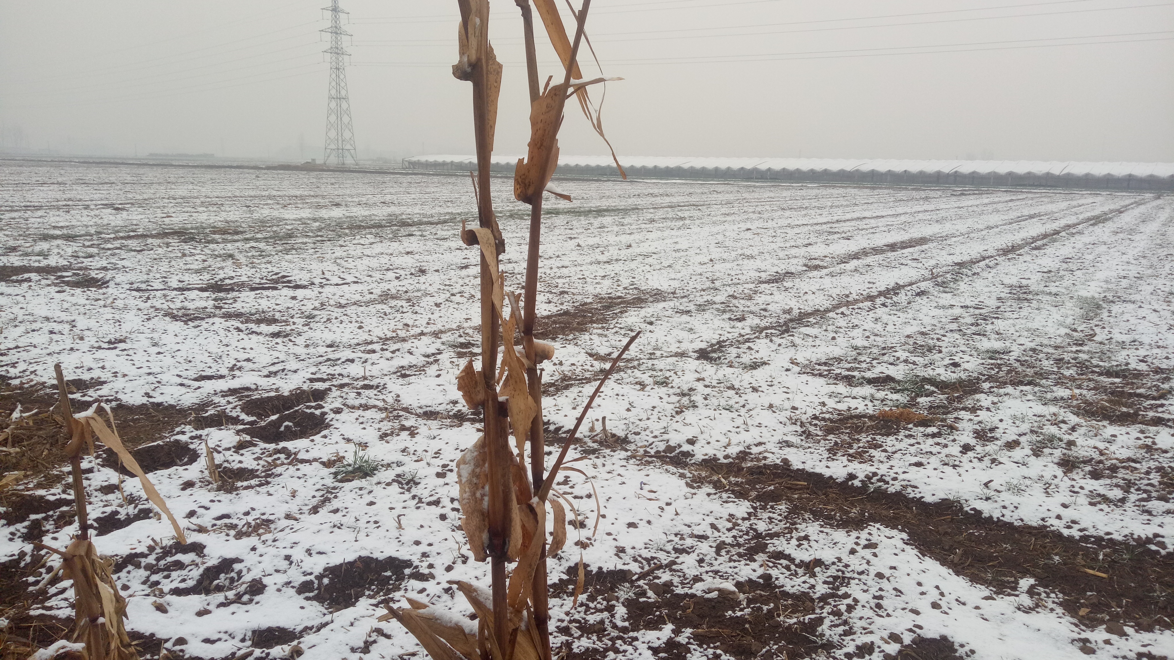 下雪了,天气寒冷,此时此刻,我最佩服的就是这个玉米杆