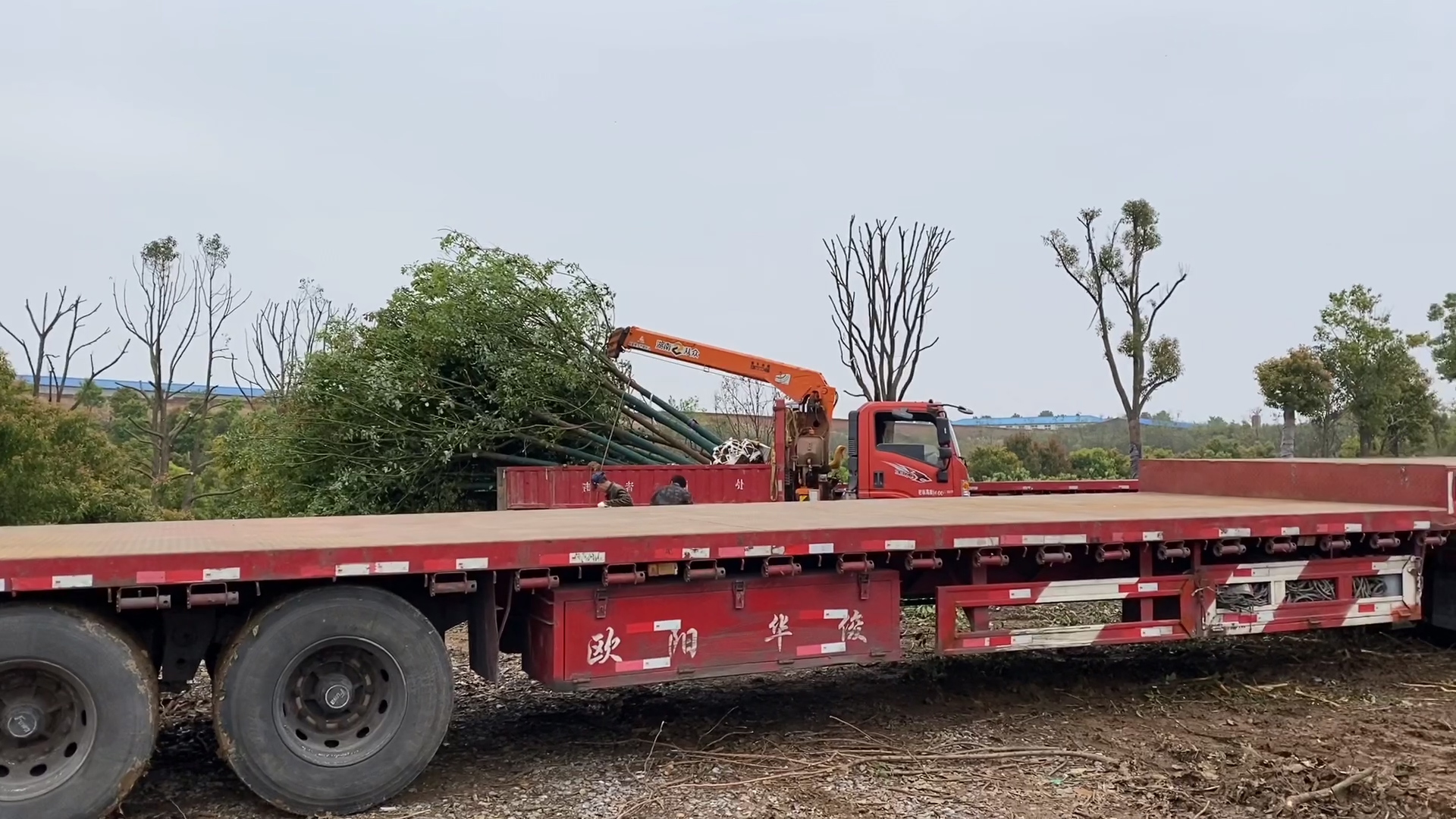 吊装打包好的苗木