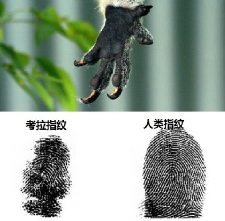 这种动物指纹几乎和人类一模一样,靠吃屎长大,尊贵不逊色大熊猫