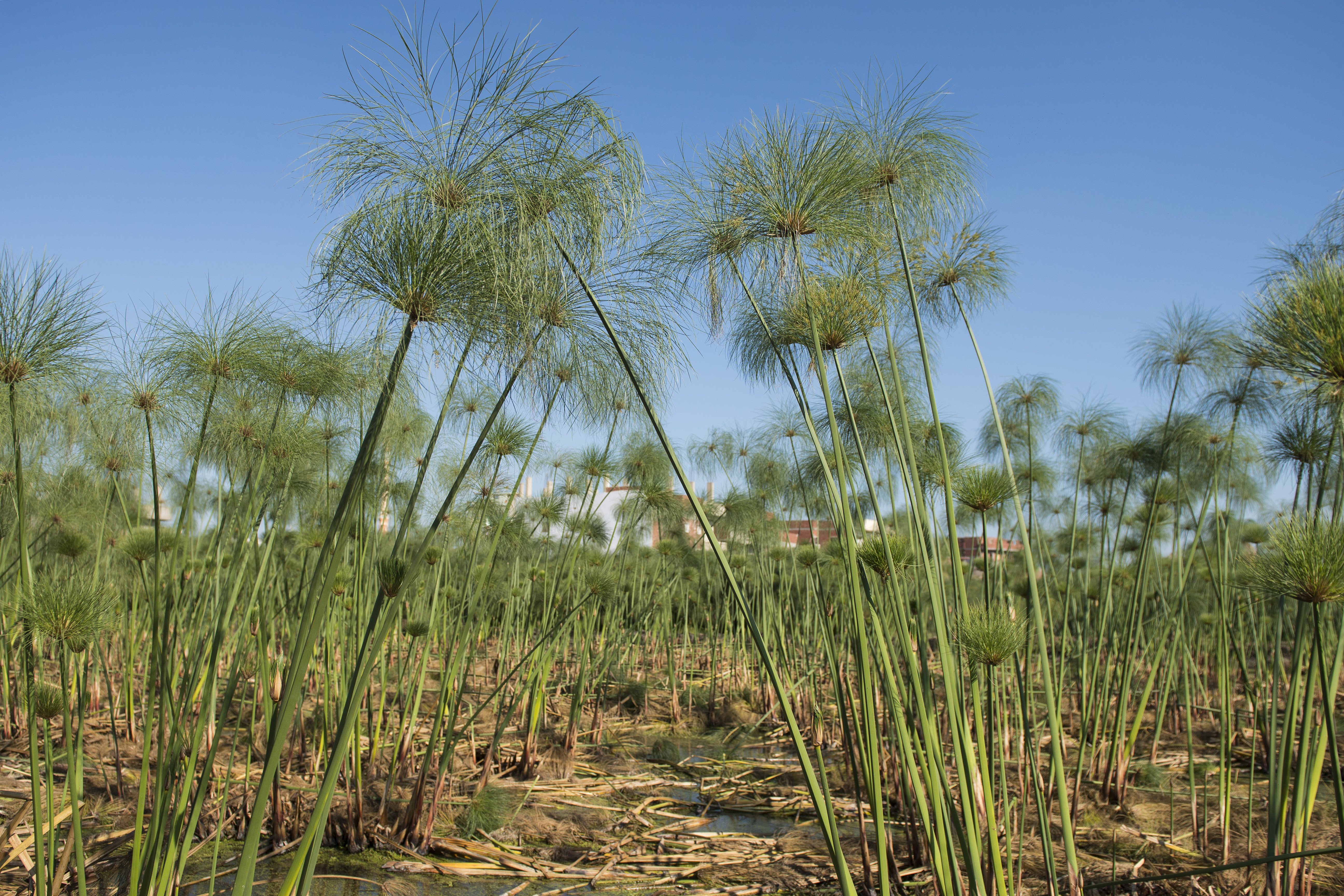 埃及的纸莎草产业(5)