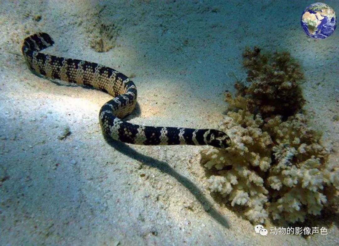 乌龟的头蛇的身体,这种海蛇长得是真奇怪