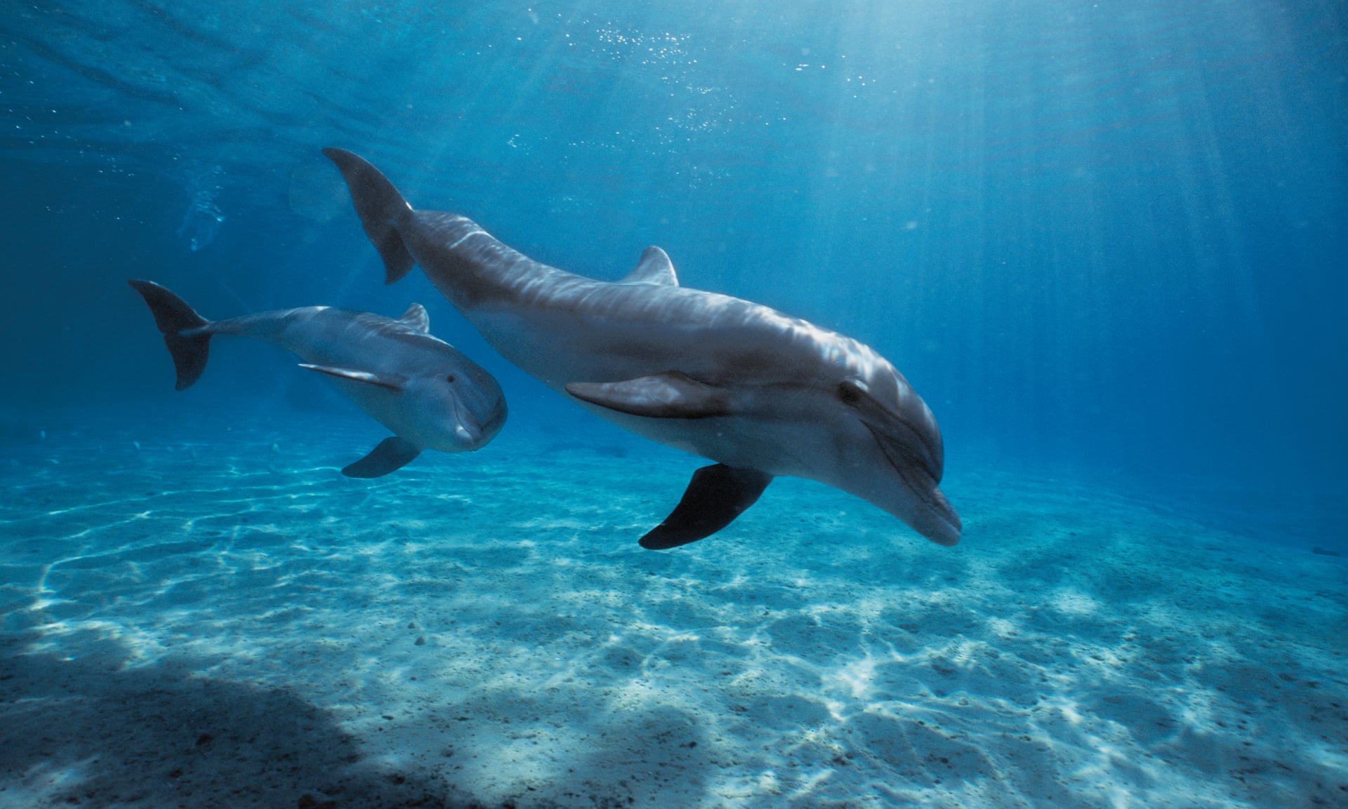 喧闹的大海,令鲸鱼和海豚头疼的难题