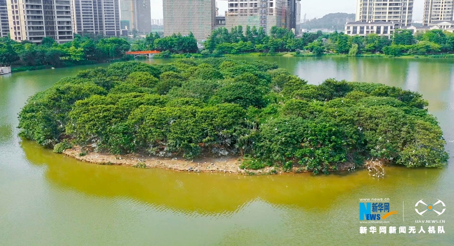 无人机"飞阅"佛山 瞰"生态绿心"