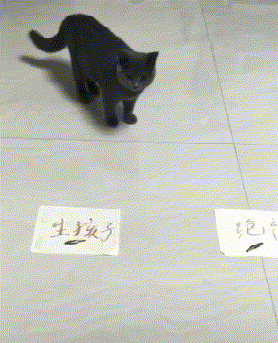 搞笑gif:对于这个猫来说这两个选择是有冲突!