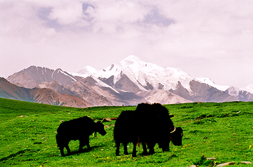 青海,世界牦牛之都——牦牛记之七