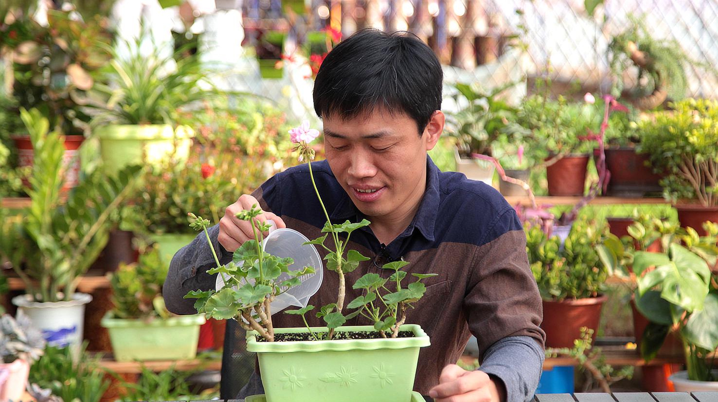 01:47 來源:好看視頻-天竺葵用這個小技巧來扦插,20天后快速生根