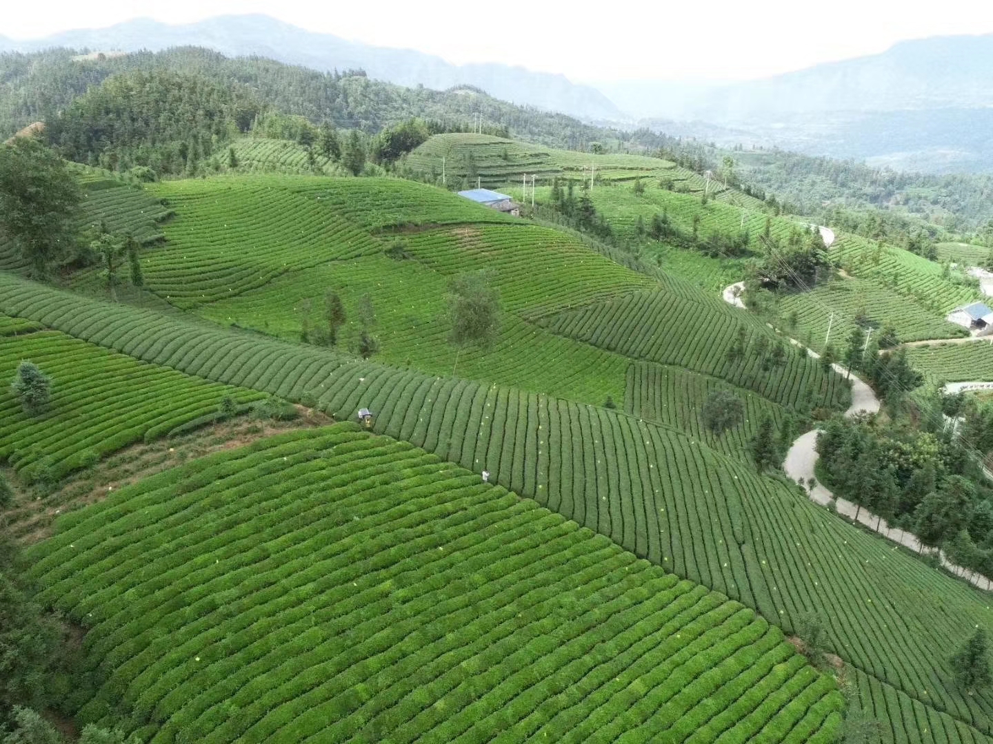 「黔西南·精彩2019」普安县:聚焦"茶","兔"双引擎 完善机制兴产业助