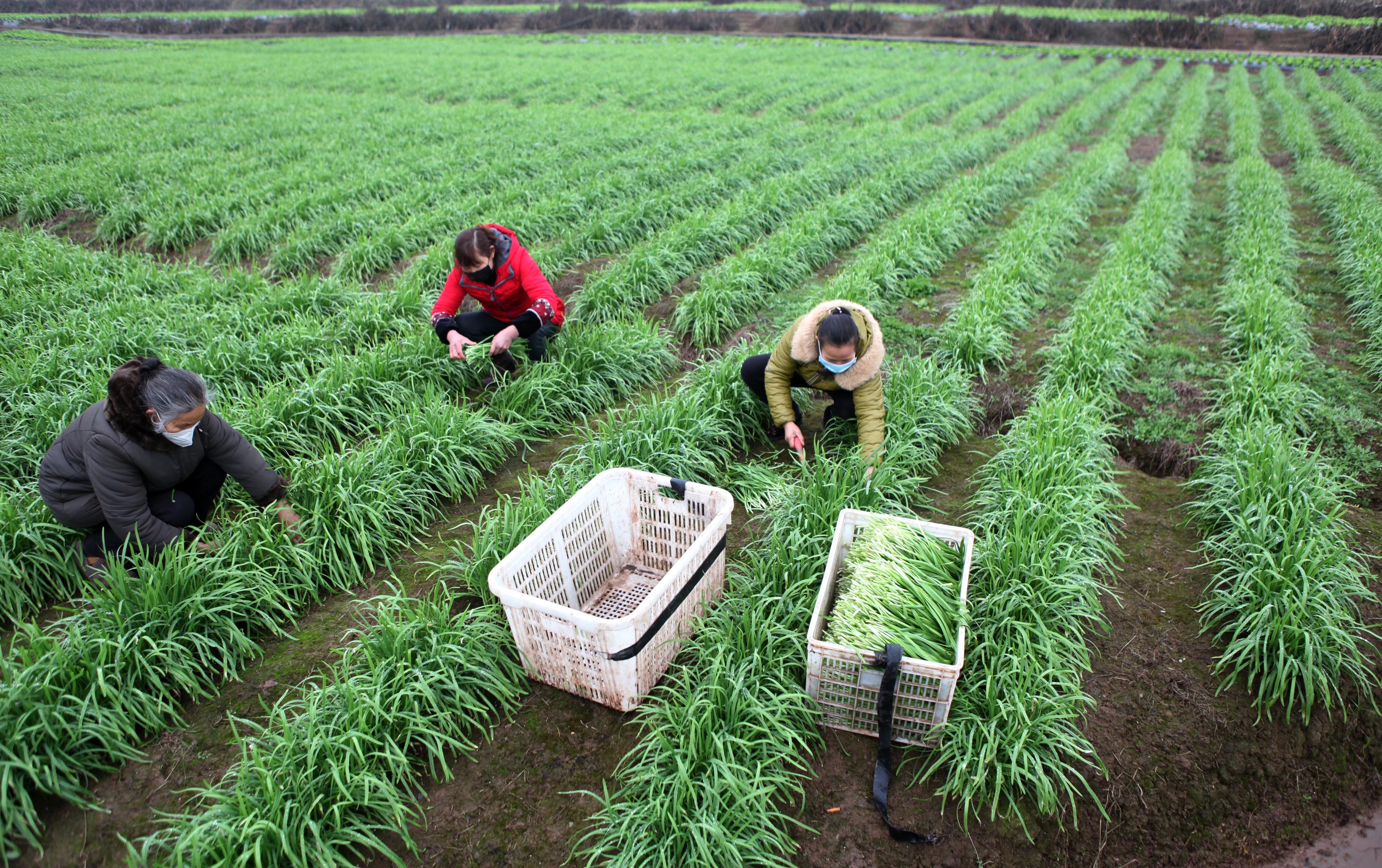 采摘蔬菜 保障供应