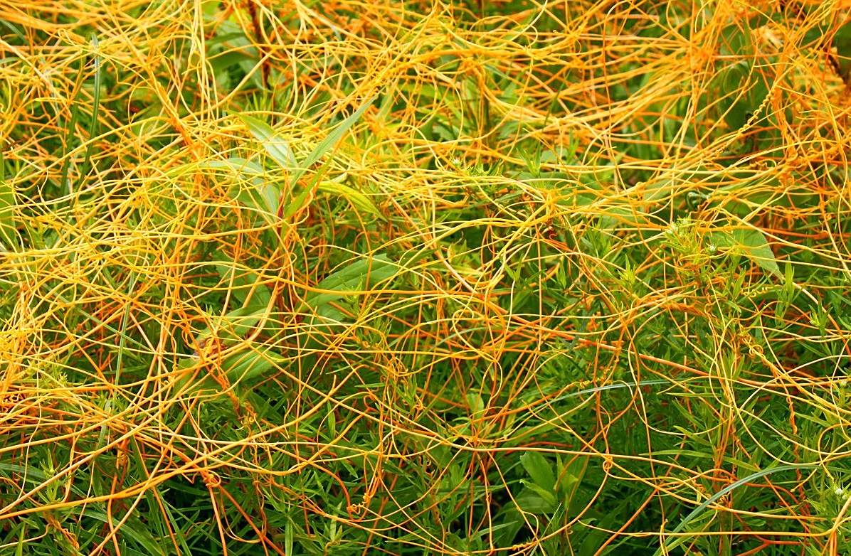 以前人们把"它"当做珍贵"黄金藤",现在却被当做"寄生恶草"