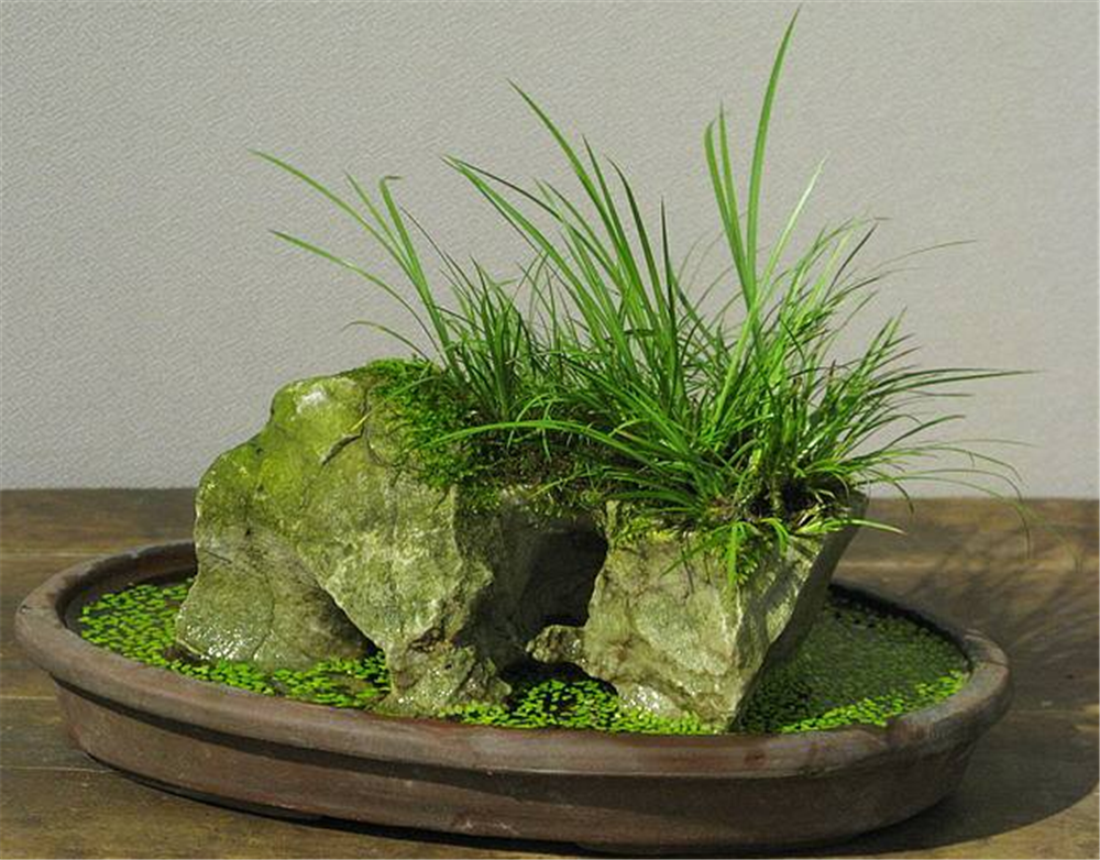 客厅摆1盆"菖蒲苗",优雅贵气,还能镇宅旺运,比养富贵竹强!