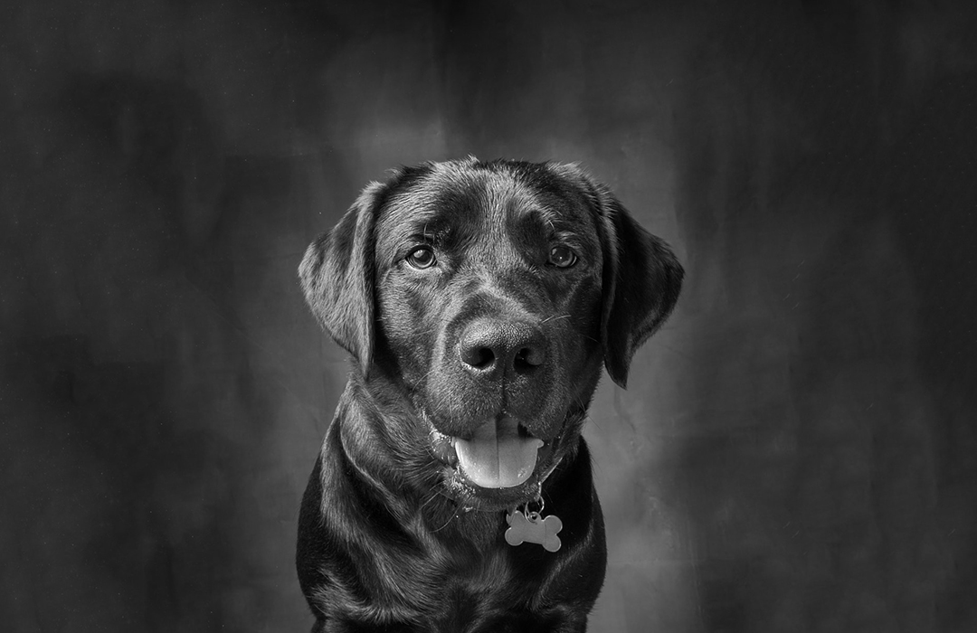 选择黑色拉布拉多的好处,安全感爆棚,女生首选宠物!