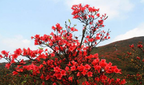 丹寨杜鵑花節(jié)帶你領(lǐng)略別樣的春天