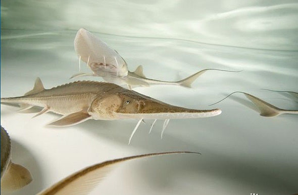 动物知识普及——密苏里铲鲟