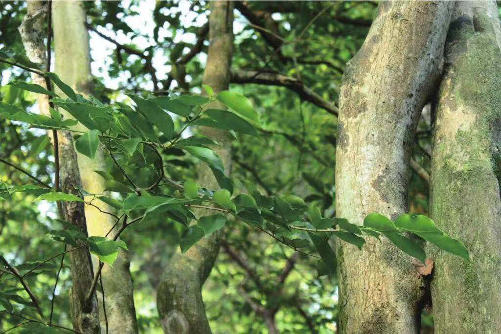 野生白木香沉香树图片图片