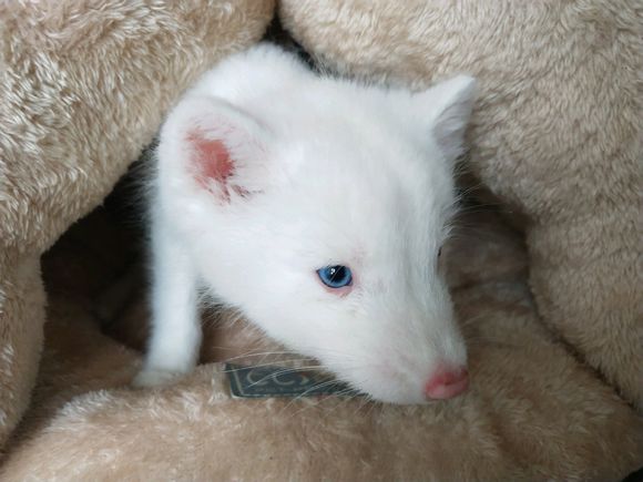 非常可爱的蓝眼白狐!网友:这狐狸跟猪怎么长的那么像?