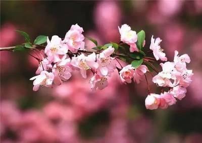 渴望花香染衣,沐风而歌!