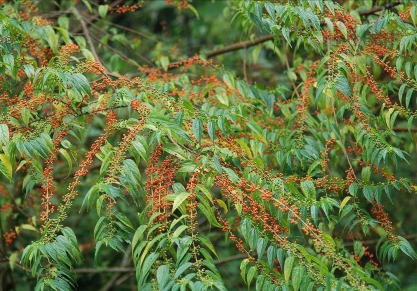 植物知识科普,小编带你了解狭叶山黄麻