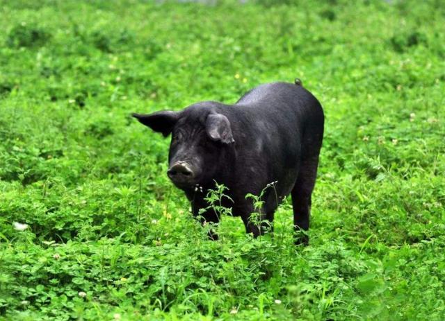 黑土猪价格上涨快,农村规模养殖风险仍很高