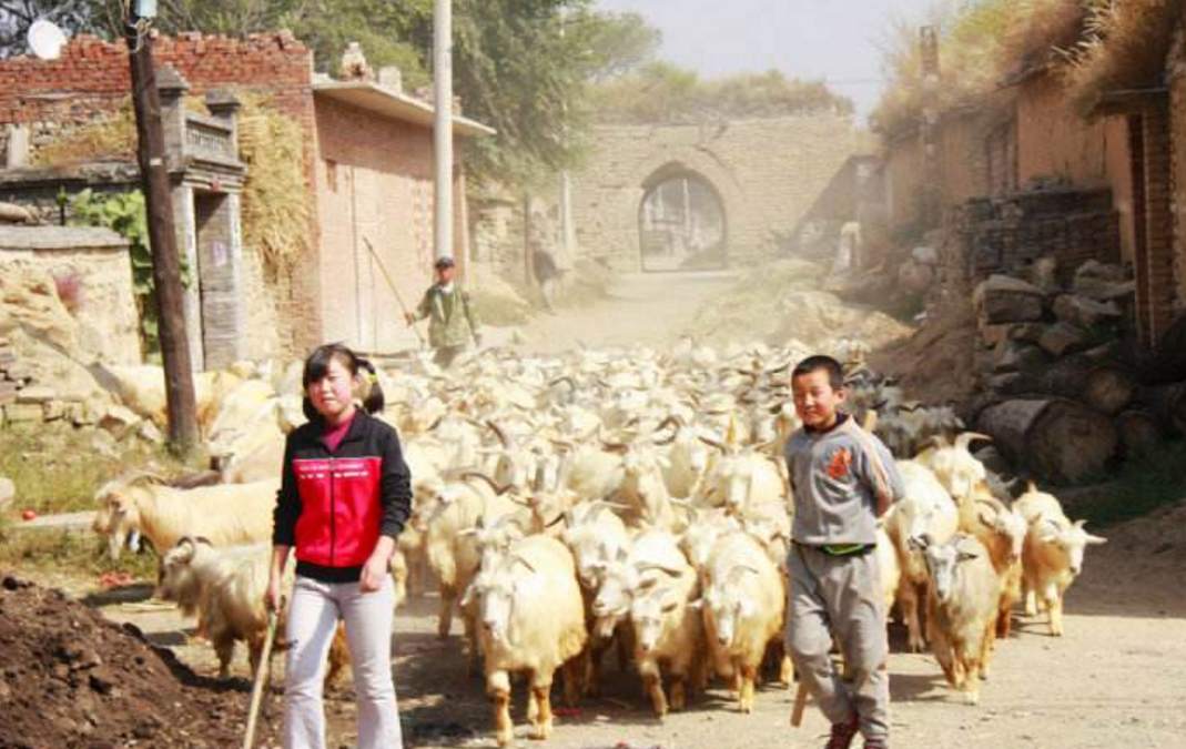 河南放羊娃发现青铜宝贝,专家研究引发轰动,韩国专家绝不相信