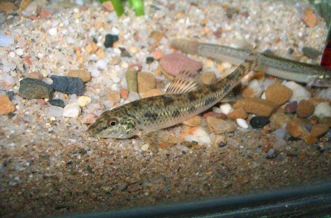 当初连渔民都不要的"沙里趴",如今混进水族圈,身价连连攀升