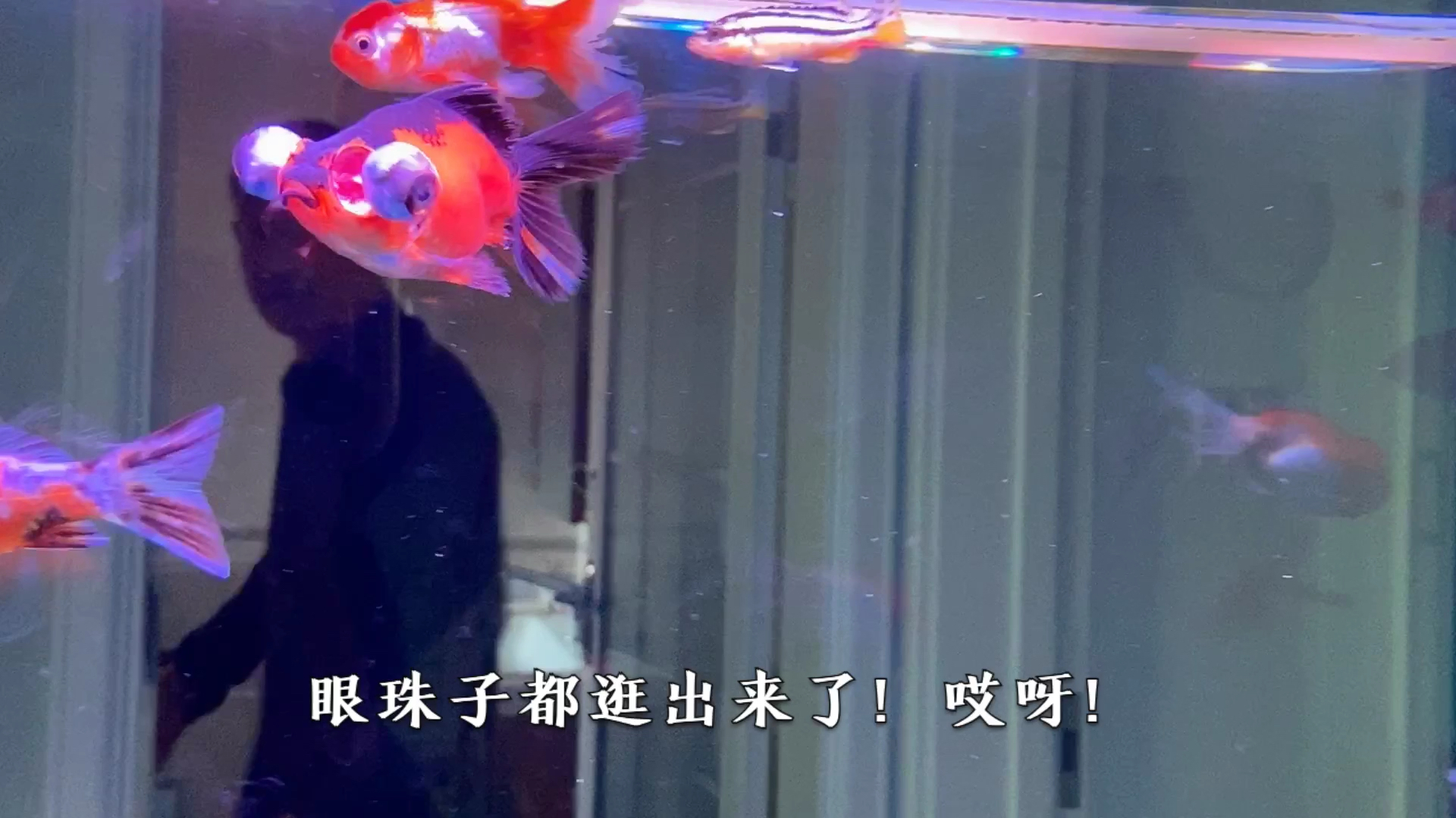 眼睛太大真的会掉出来!大眼金鱼眼珠子掉出眼眶了!