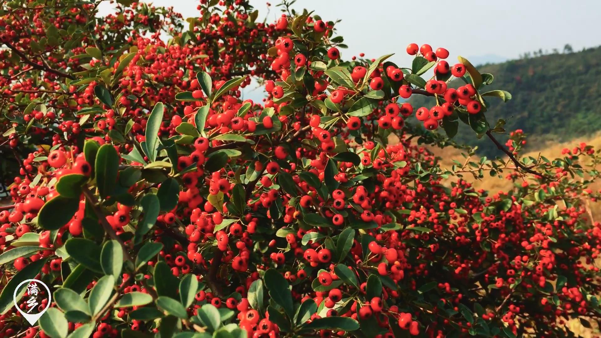 当时我并不认识,问庄主这是什么植物,他说是火棘又称救军粮,水杈子,我