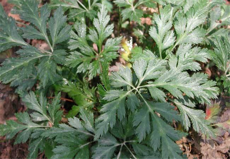 黄莲- 优质问答专区