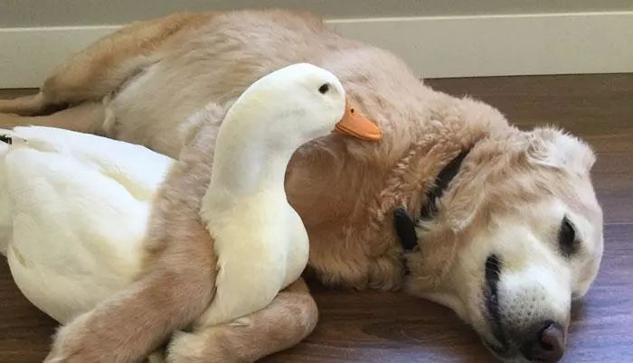 被一条狗和一只鸭子的友情感动了,这就是朋友的样子吧!