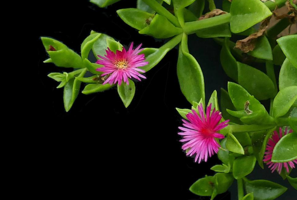 如何种好家庭版露草?既可以观赏又可以食用