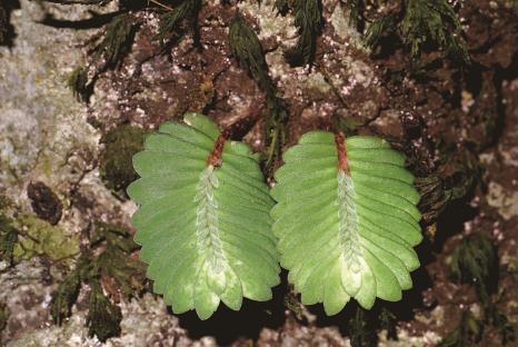 超萌的网红植物 ――迭叶楼梯草