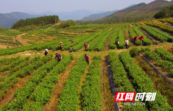 双牌云台山茶场图片