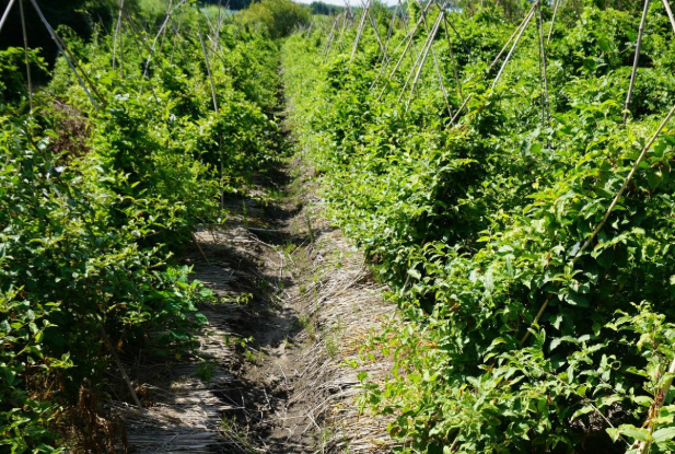 如何种植龙须菜 - 2020年最新商品信息聚合专区 - 百度爱采购