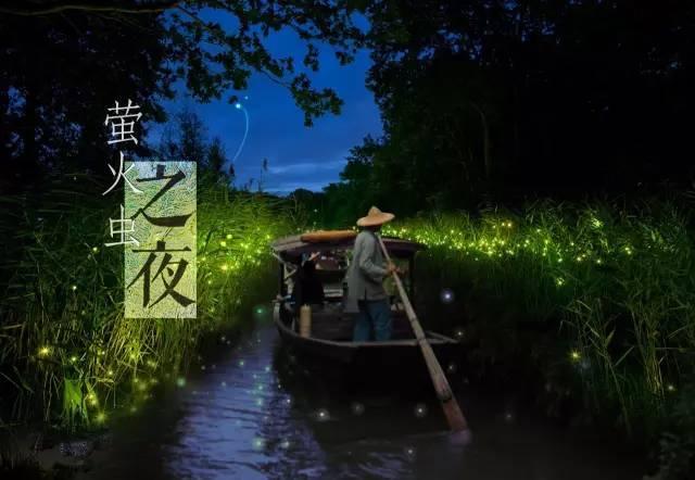 望不到边的芦苇荡,几只萤火虫闪烁着,飞舞着,点亮回家的路