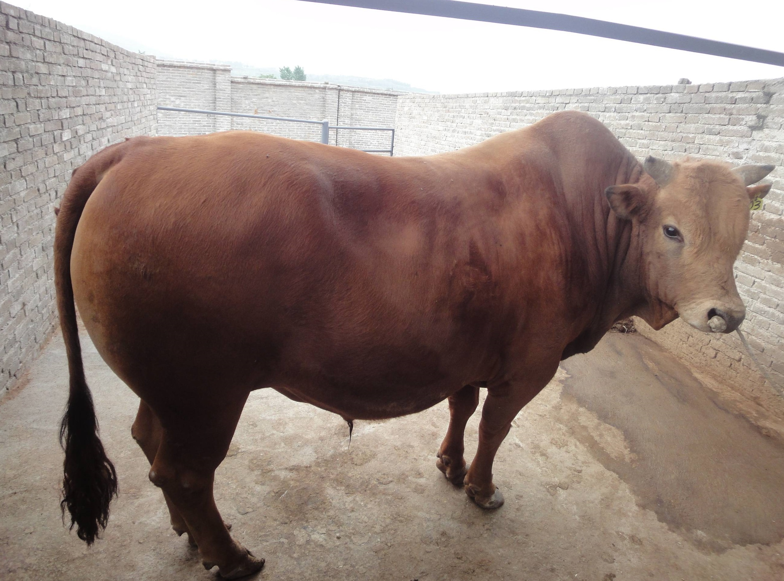 种牛的饲养方法,日常管理,是养殖业发展的关键