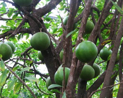 农村称它为"炸弹树",成熟以后没有人靠近,南方却有多人种植