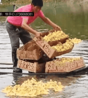 推荐相邻两家鸭子每天自动组队出门，主人故意少放3只，鸭子竟一直等