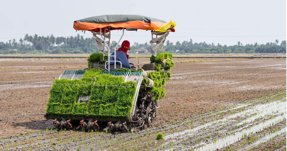 你去过马来西亚吗,你知道马来西亚的农民是什么样子的吗?