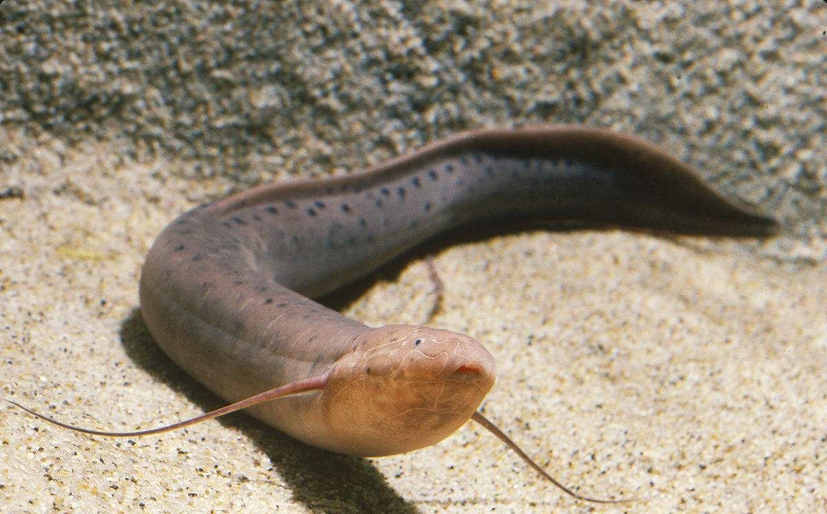 我们知道非洲的干旱季节是很严重的,而枯水时期的非洲