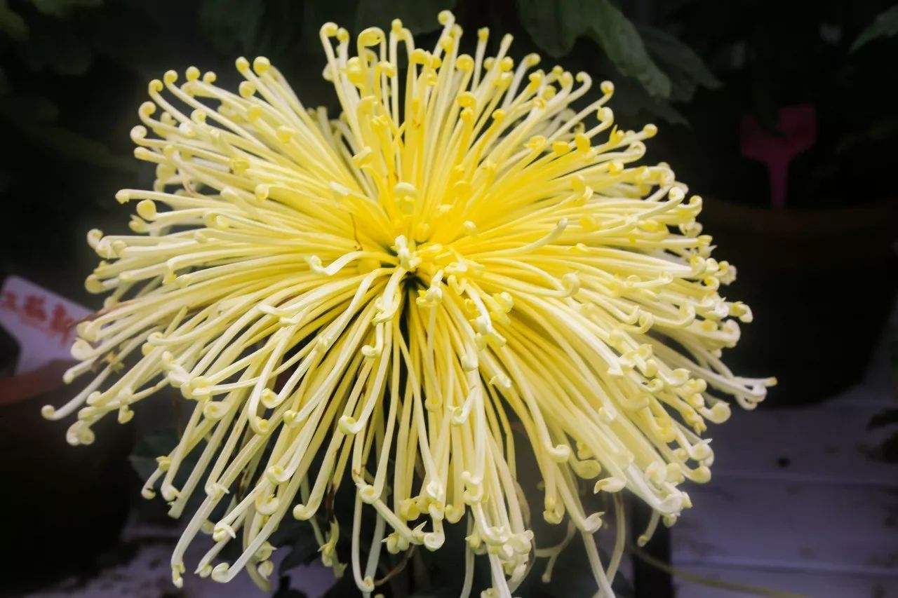 世界十大最著名的菊花