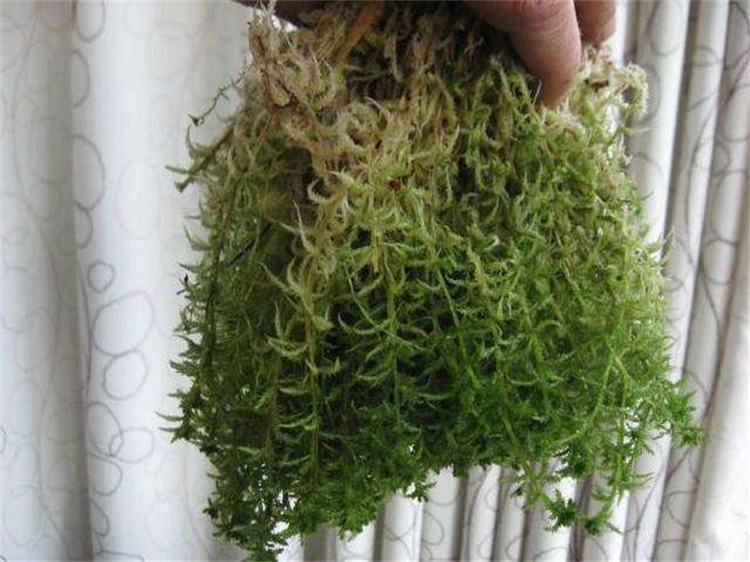 水苔养兰花,处理到位,效果很牛逼