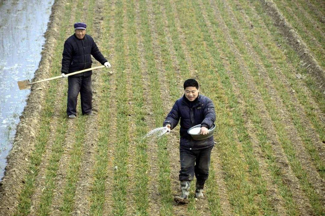 农民朋友下地干活口渴的时候,顺手采那么一两个番茄,酸酸甜甜的很是