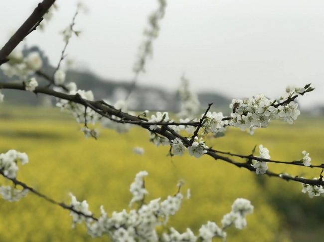 泸县油菜花图片