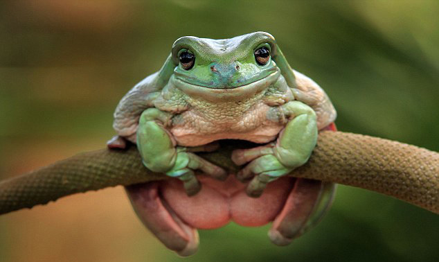 动物界的运动健将,呆萌的样子配上结实的肌肉,这画面实在太美了