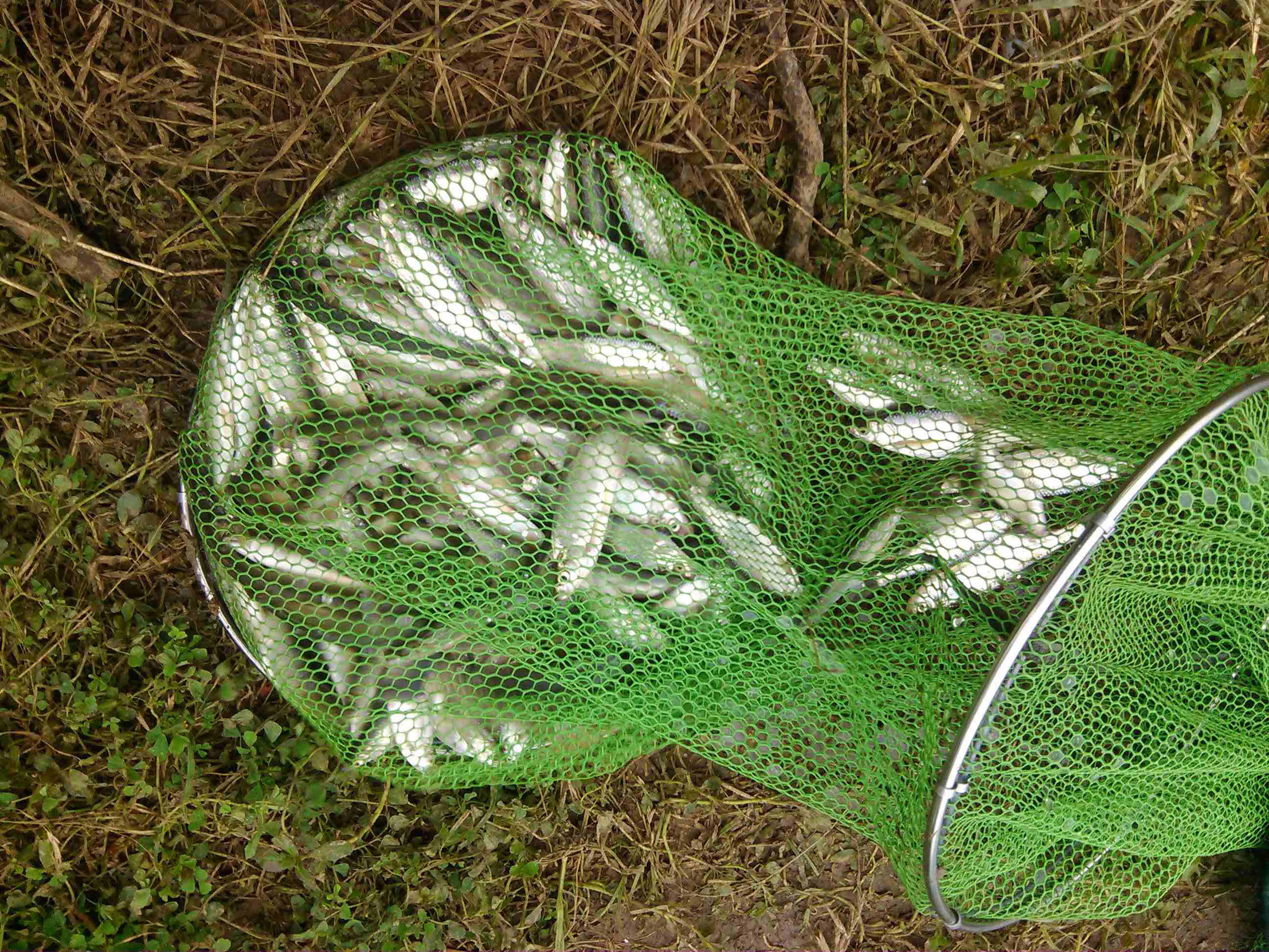 水库钓白条真是累人,钓上一条就来一群