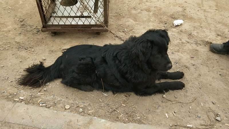 山东狗市上拍到的平毛寻回犬模样酷似金毛但毛发是黑色的