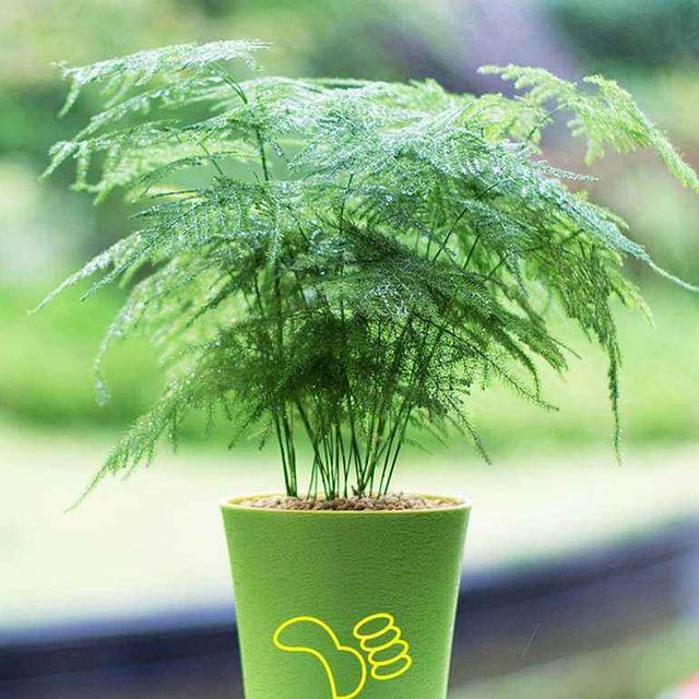 养文竹,一不小心就黄叶,做好三点还能返青