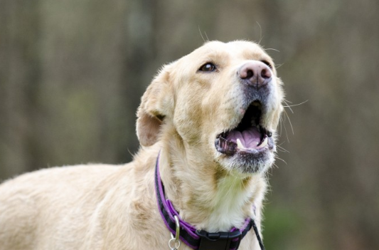 找出为什么某些声音触发你的狗吠的本能